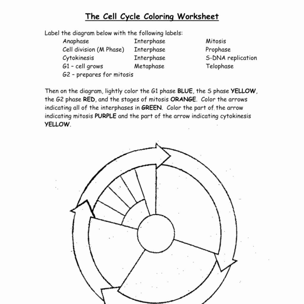 Cell Cycle Coloring Worksheet Questions