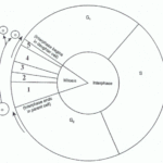 Cell Cycle Labeling Worksheet Worksheet