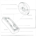 Cell Cycle Labeling Worksheet Worksheet