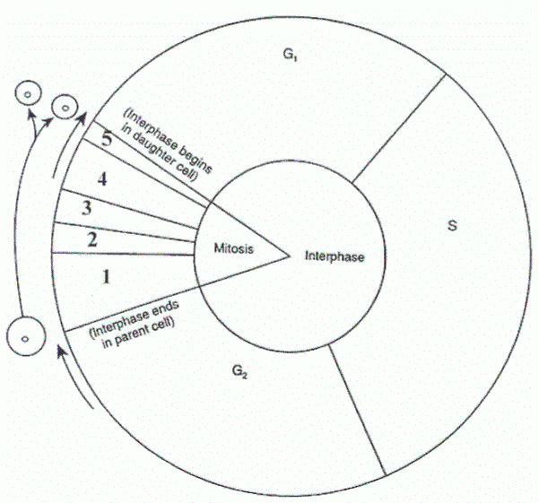 Cell Cycle Labeling Worksheet Worksheet