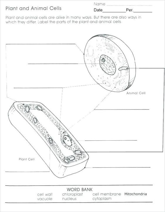 Cell Cycle Labeling Worksheet Worksheet