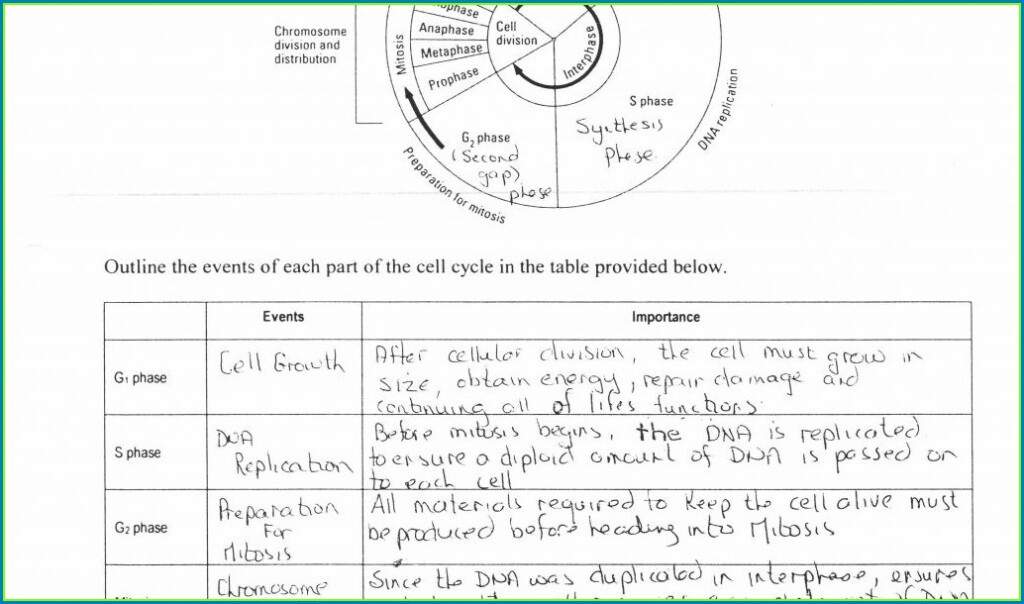 Cell Cycle Regulation Worksheet Answer Key Pogil Worksheet Resume 