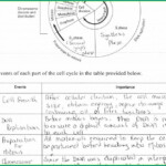 Cell Cycle Regulation Worksheet Answer Key Pogil Worksheet Resume