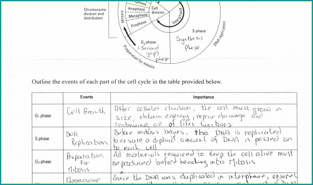 Cell Cycle Regulation Worksheet Answer Key Pogil Worksheet Resume 