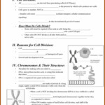 Cell Cycle Regulation Worksheet Answer Key Pogil Worksheet Resume