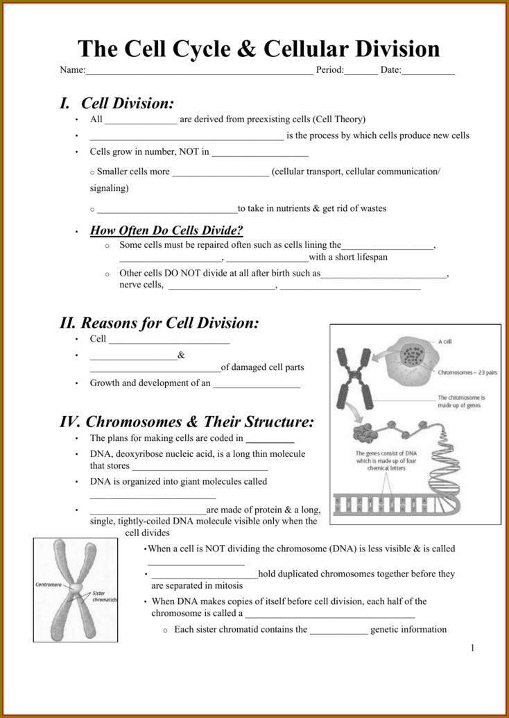 Cell Cycle Regulation Worksheet Answer Key Pogil Worksheet Resume 