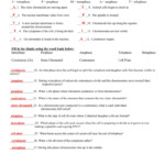 Cell Cycle Vocabulary Worksheet Answer Key