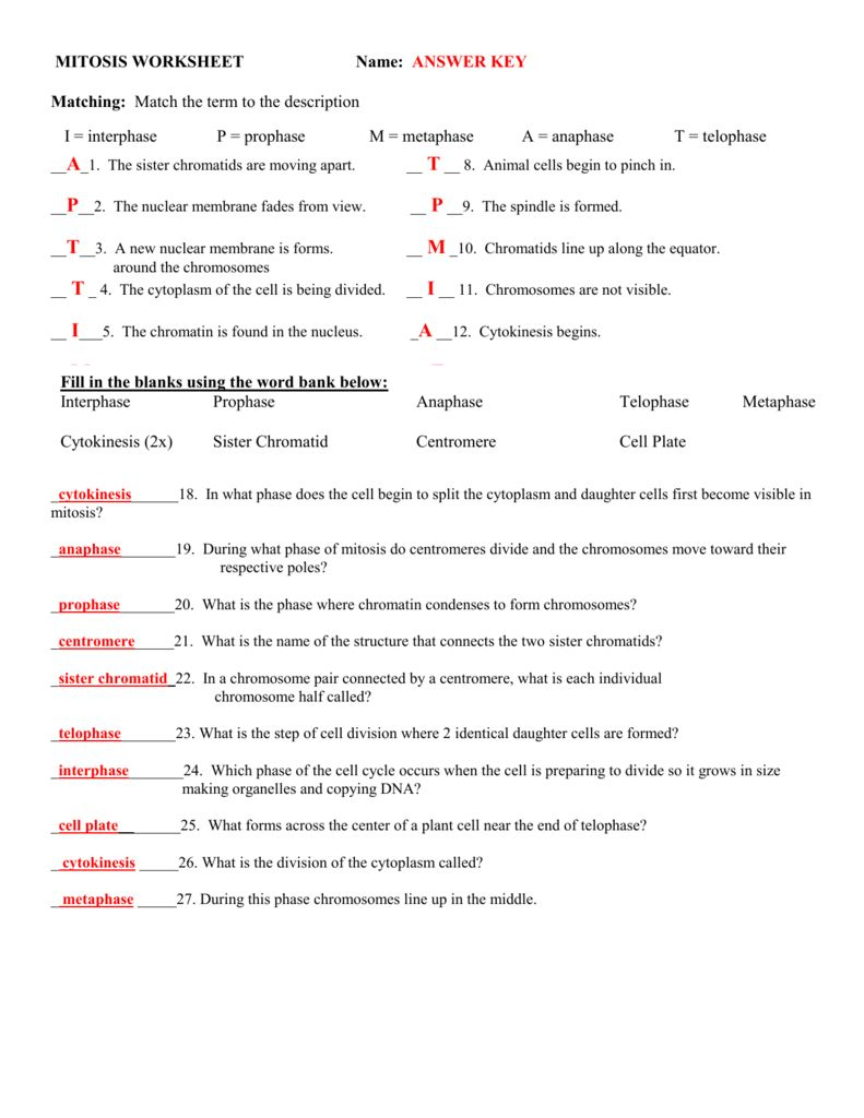 Cell Cycle Vocabulary Worksheet Answer Key