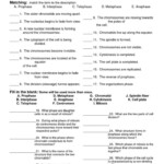 Cell Cycle Worksheet 13 Answer Key SHOTWERK