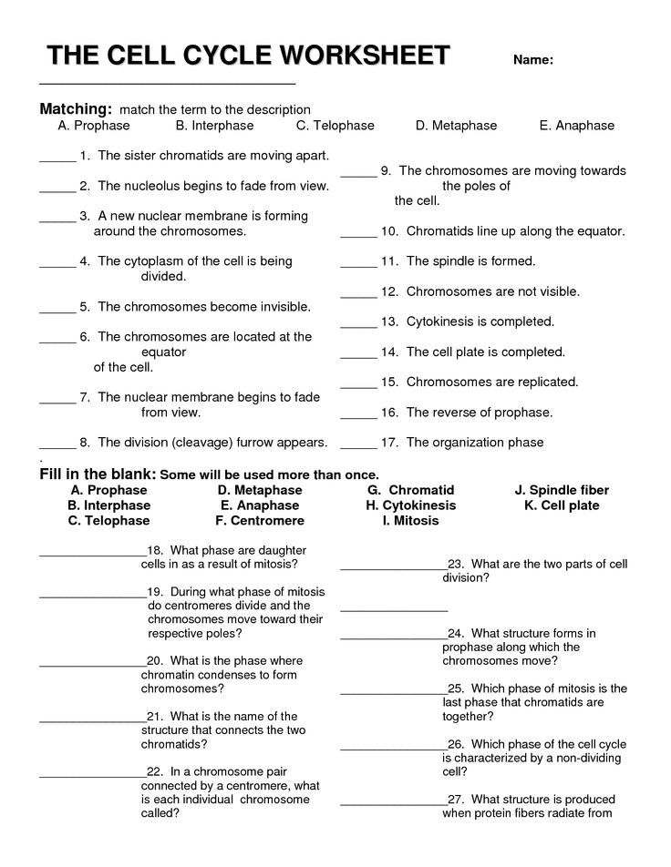 Cell Cycle Worksheet 13 Answer Key SHOTWERK