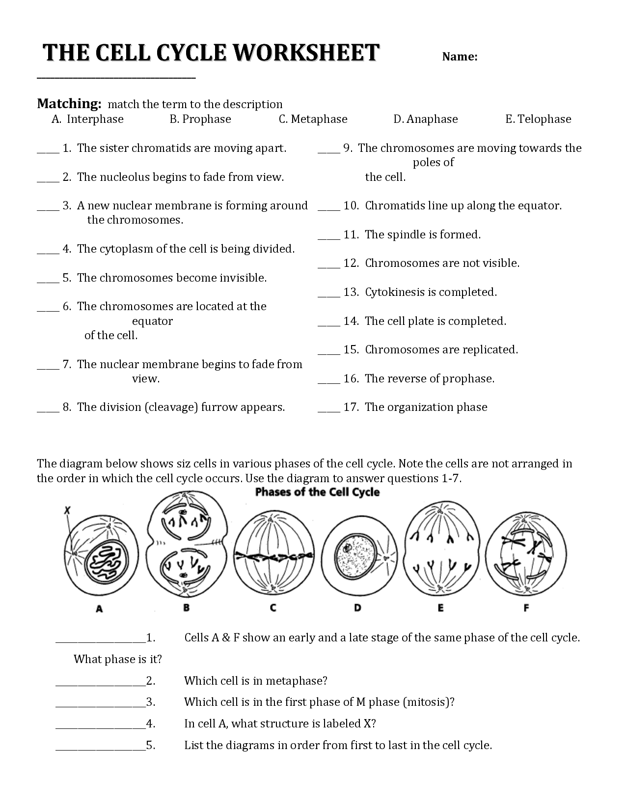 Cell Cycle Worksheet Answers Biology Worksheet Cell Cycle Biology