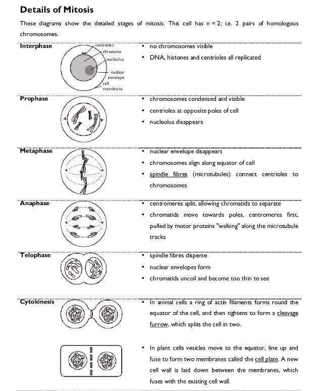 Cell Cycle Worksheet Answers Events In Mitosis With Images In 2020