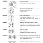 Cell Cycle Worksheet Answers Events In Mitosis With Images In 2020