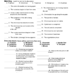 Cell Cycle Worksheet THE CELL CYCLE WORKSHEET DOC Biology