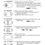 Cell Cycle Worksheets Middle School Biology Worksheet Mitosis Cells