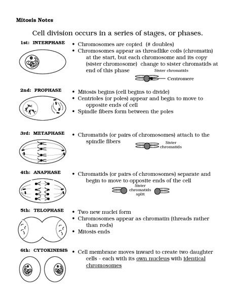 Cell Cycle Worksheets Middle School Biology Worksheet Mitosis Cells 