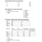 Cell Division Worksheet Answer Key