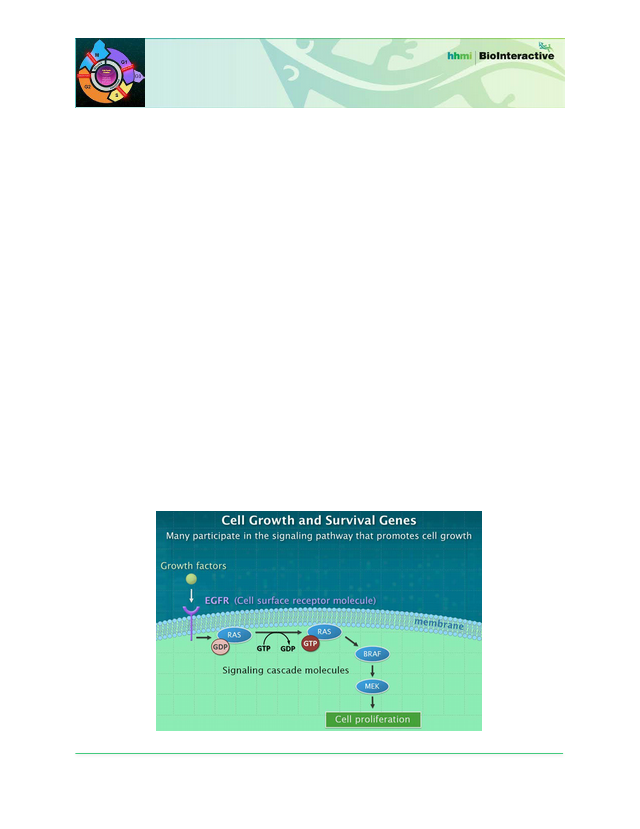 Cellcycle Worksheet 3 pdf Click And Learn The Eukaryotic Cell Cycle 