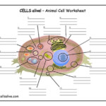 Cells Alive Animal Cell Worksheet Answer Key