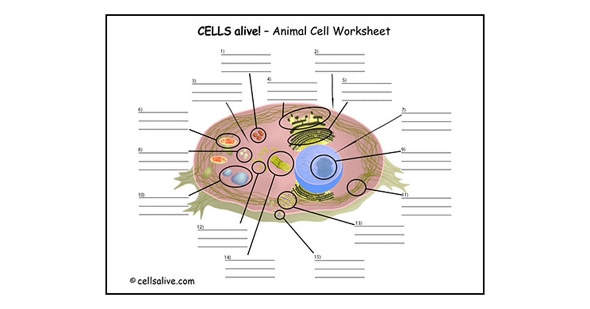 Cells Alive Animal Cell Worksheet Answer Key