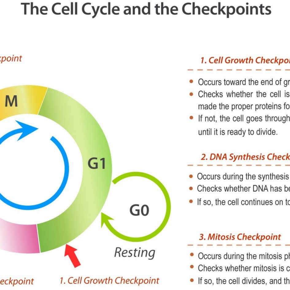 Cells Alive Cell Cycle Worksheet Answer Key Db excel