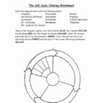 Cells Alive Cell Cycle Worksheet Answers