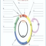 Cells Alive Cell Cycle Worksheet Briefencounters