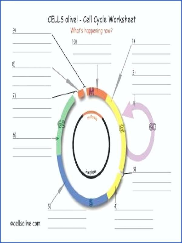 Cells Alive Cell Cycle Worksheet Briefencounters