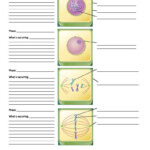 Cells Alive Mitosis Phase Worksheet Answers Worksheet