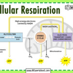 Cellular Respiration Cycle ABC Worksheet