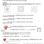 Cellular Transport Worksheet Answer Key Promotiontablecovers