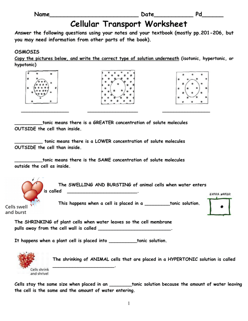 Cellular Transport Worksheet Answer Key Promotiontablecovers