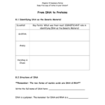 Chapter 8 From Dna To Protins From Dna To Protein Chapter 8