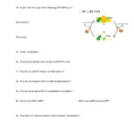 Chemical Energy The ATP ADP Cycle Video Notes Worksheet