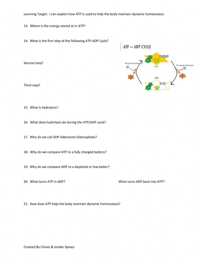 Chemical Energy The ATP ADP Cycle Video Notes Worksheet