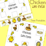 Chicken Life Cycle Free Printables Natural Beach Living Animal