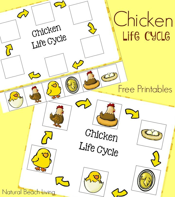 Chicken Life Cycle Free Printables Natural Beach Living Animal 