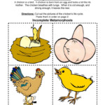 Chicken Life Cycle Worksheet Have Fun Teaching