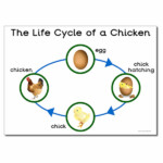 Chicken Lifecycle WELCOME TO MRS WEITZ S GRADE 2 3 CLASSROOM WEBSITE