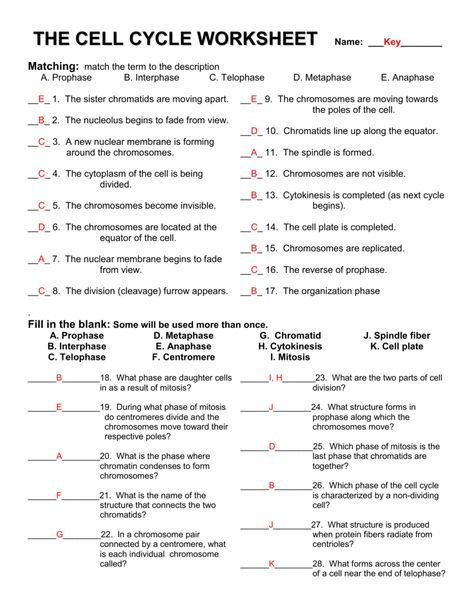 Collection Of Mitosis And Cell Division Worksheet Answers In 2020