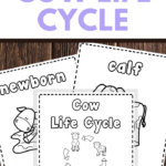 Cow Life Cycle Coloring And Writing Pages Perfect For Homeschooling 3