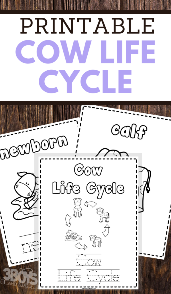 Cow Life Cycle Coloring And Writing Pages Perfect For Homeschooling 3 