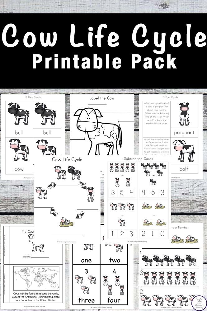 Cow Life Cycle Printable Pack Life Cycles Kindergarten Worksheets 