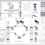 Cow Life Cycle Printable Pack Simple Living Creative Learning