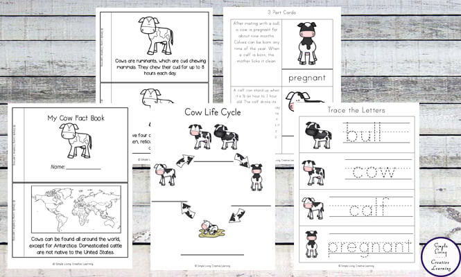 Cow Life Cycle Printable Pack Simple Living Creative Learning