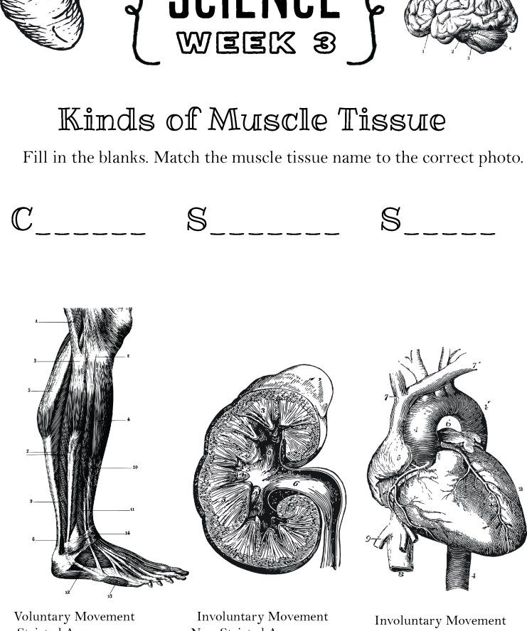 Cycle 3 4th Edition SCIENCE Weeks 1 24 Review Worksheets In 2020 