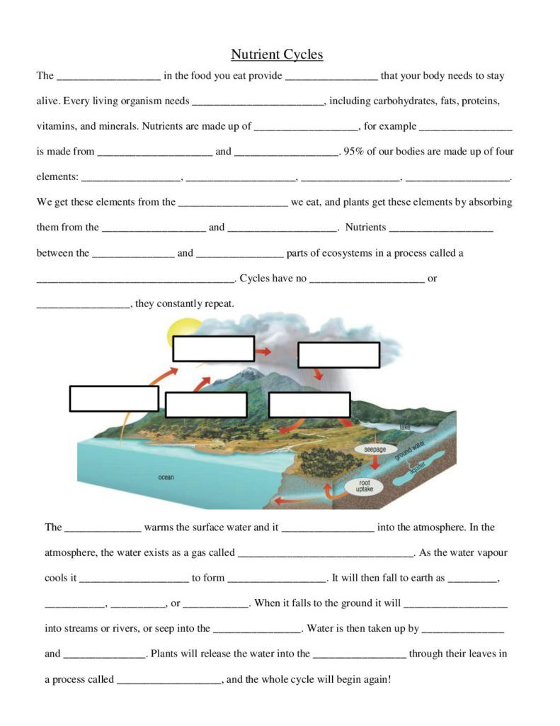 Cycles Of Matter Worksheet Worksheet