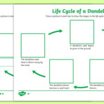 Dandelion Life Cycle Differentiated Worksheets