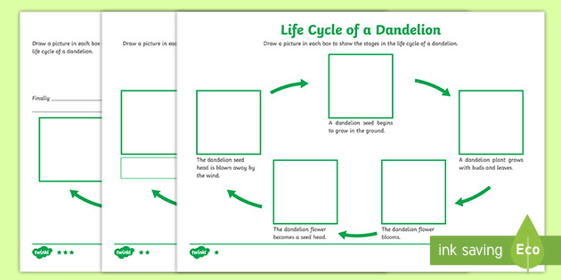 Dandelion Life Cycle Differentiated Worksheets