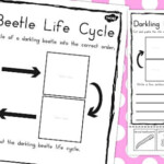 Darkling Beetle Life Cycle Sentence Writing Activity